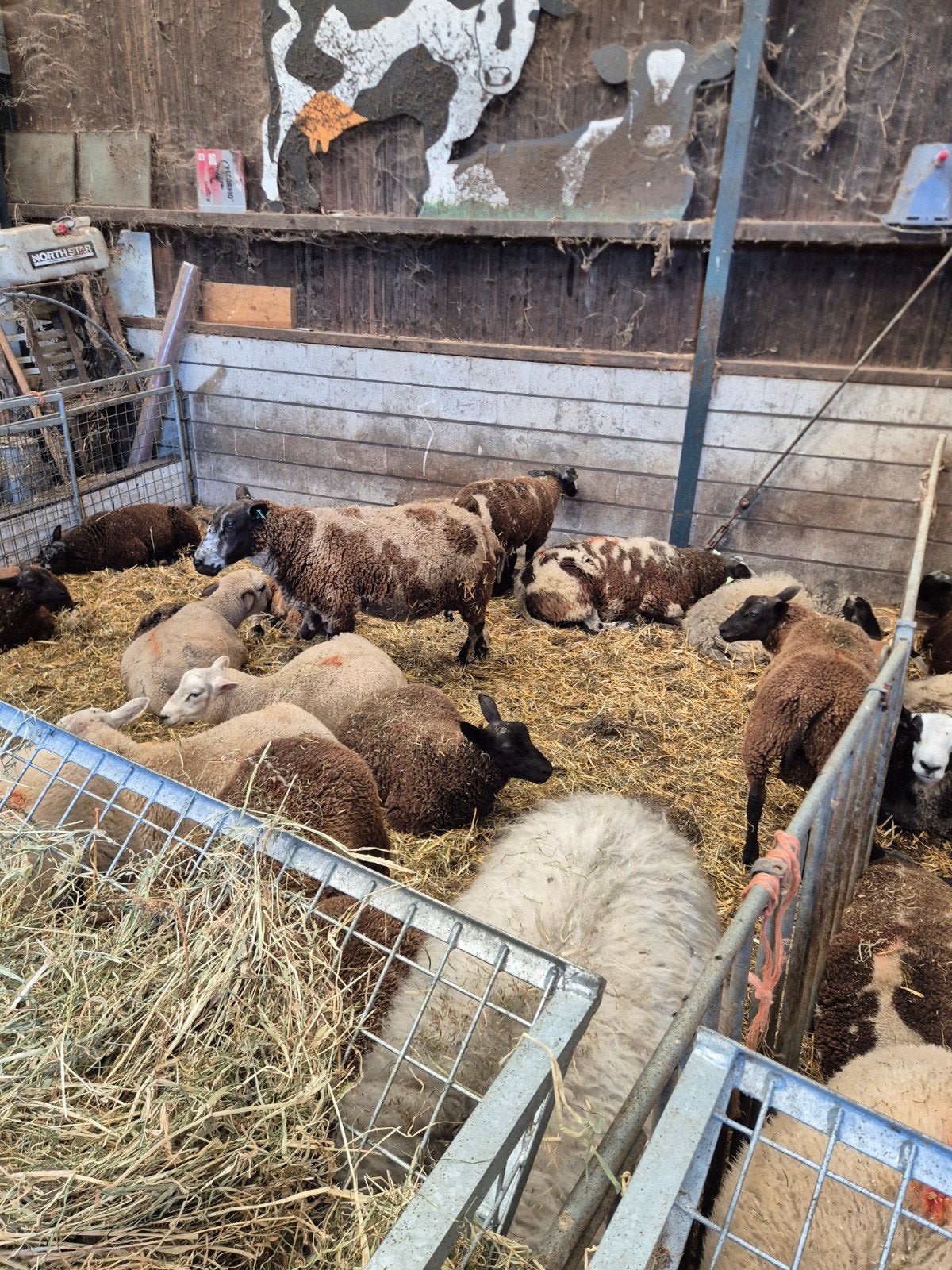 Afmest schapen, Vrouwelijk, Schaap