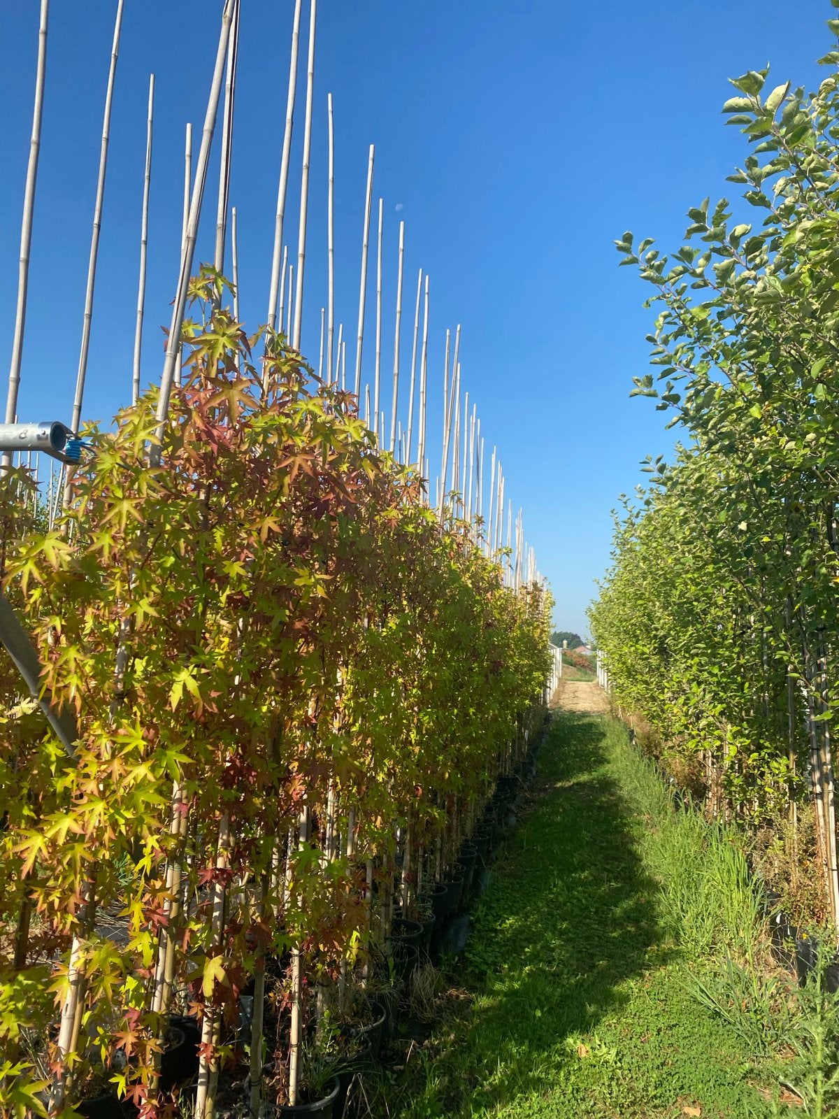 Diverse laanbomen, sierbomen en fruitbomen te koop, Tuin en Terras, Planten | Bomen, 250 tot 400 cm, Volle zon, In pot, Overige soorten