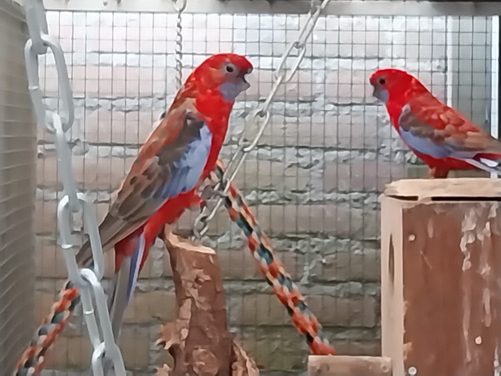 te koop penant rosella's, Dieren en Toebehoren, Vogels | Parkieten en Papegaaien, Meerdere dieren, Parkiet, Geringd