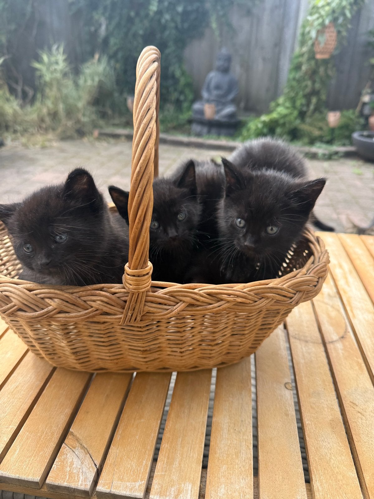 Mooie lieve kittens