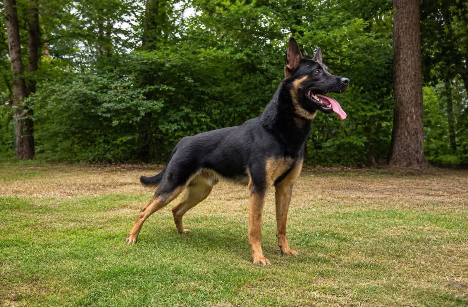 Mechelse herder black and tan dekreu, Reu, Eén hond, Nederland, Particulier