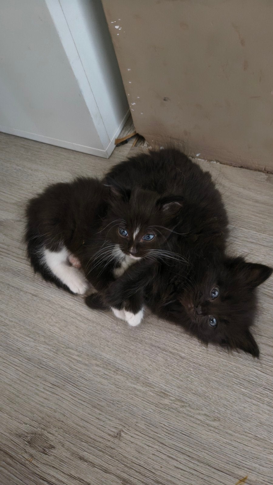 Ragdoll x kittens, Meerdere dieren