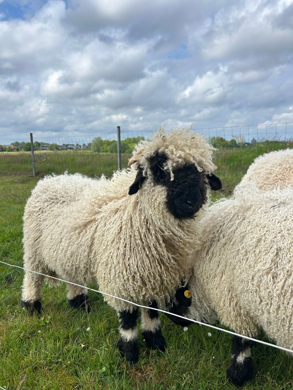 Walliser Schwarznasen rammetje te koop, Dieren en Toebehoren, Mannelijk, Schaap