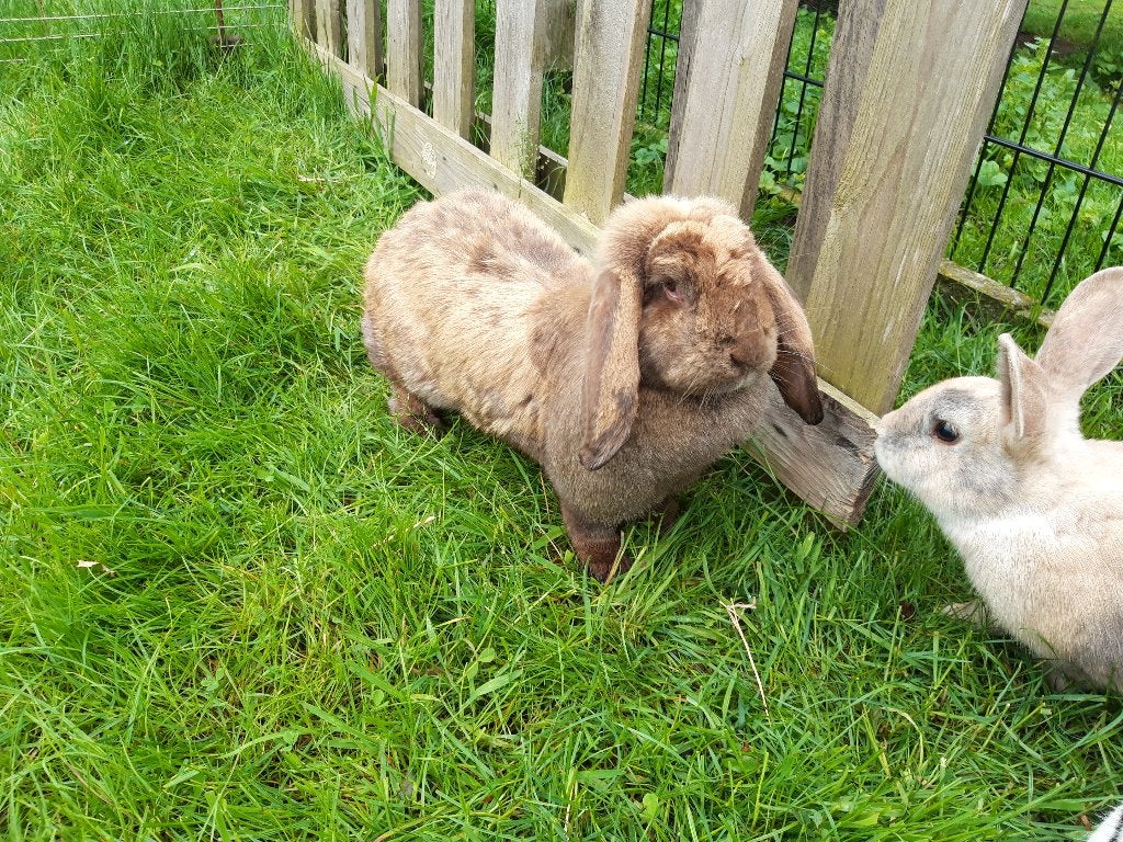Grote bruine franse hangoor, Dieren en Toebehoren, Konijnen, Vrouwelijk, Groot, Hangoor, 3 tot 5 jaar