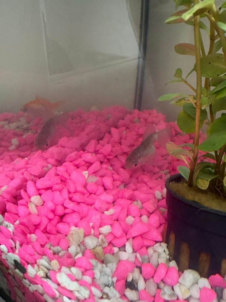 Vissenkom met twee vissen, Ophalen, Nieuw, Leeg aquarium
