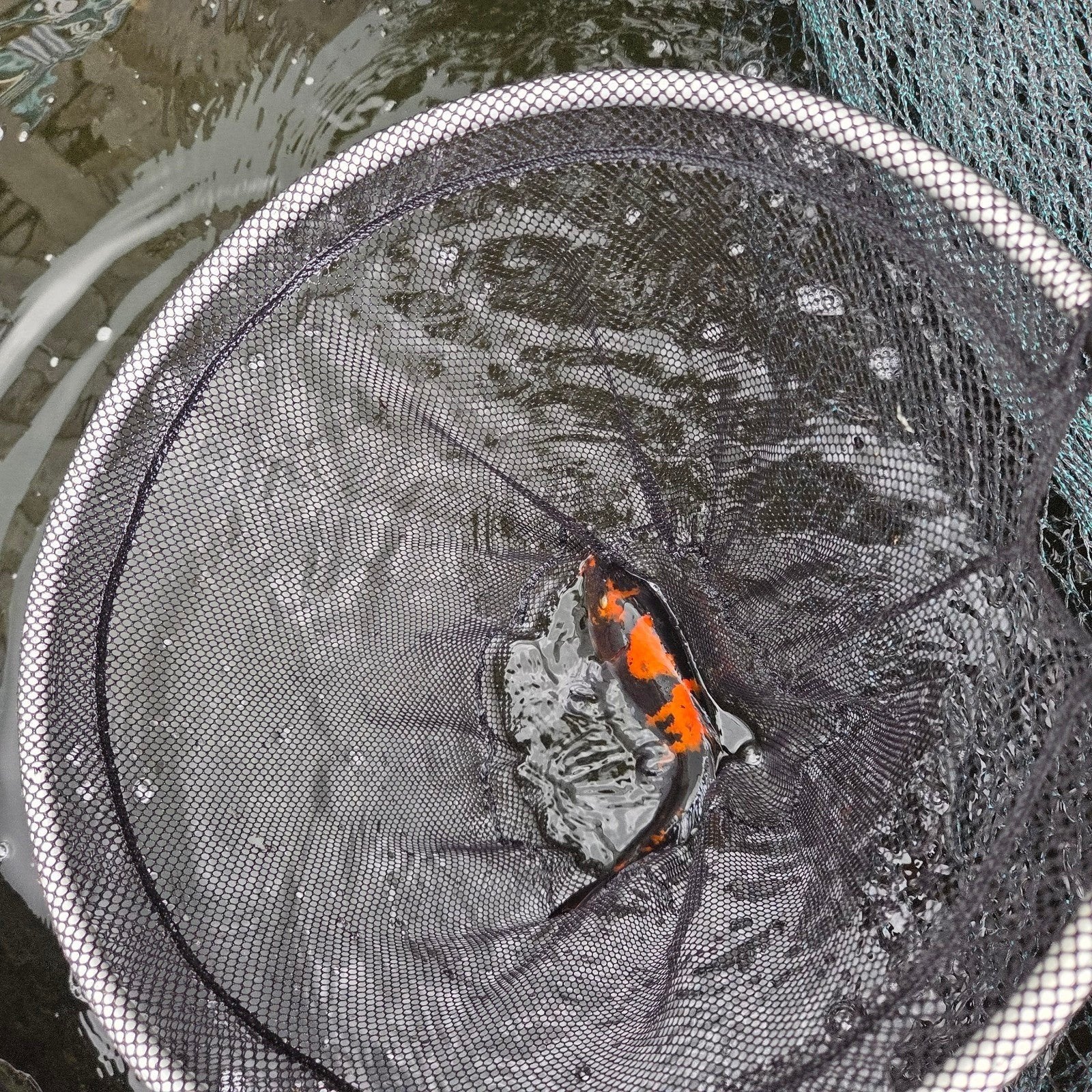 Koi karper hi utsuri en sanke, Karper of Koi