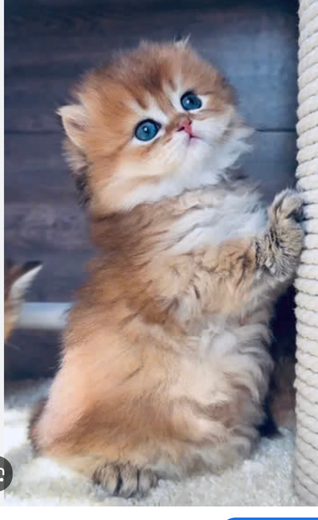 Britse korthaar kittens golden shaded KAMPIOENEN OUDERS, Dieren en Toebehoren, Katten en Kittens | Raskatten | Korthaar, Meerdere dieren
