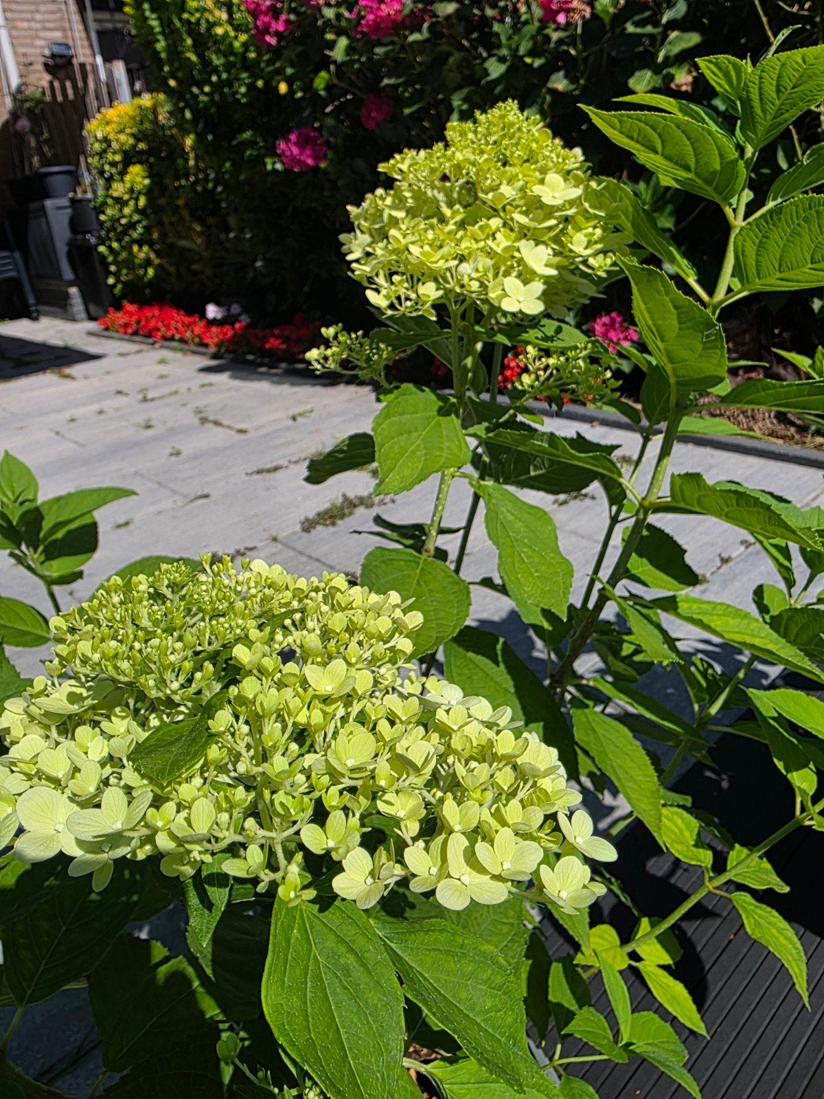 Drie Hortensia's, Ophalen, Halfschaduw