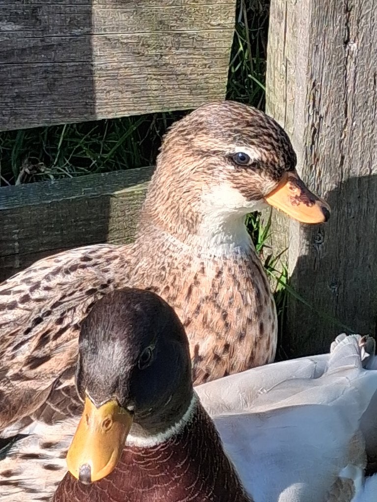 Kwakertjes, Meerdere dieren, Eend
