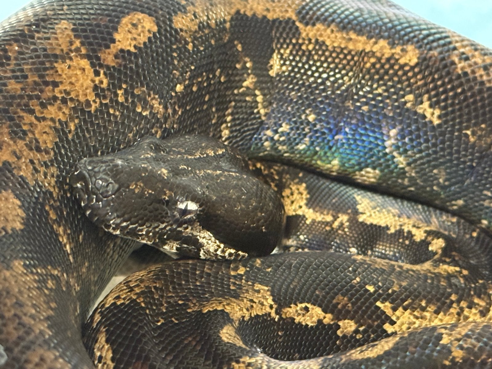 Boa.  Img ghost. Anery het sharp.  1.0  . Sept. 2023. Boa Constrictor - male for sale from De Jong