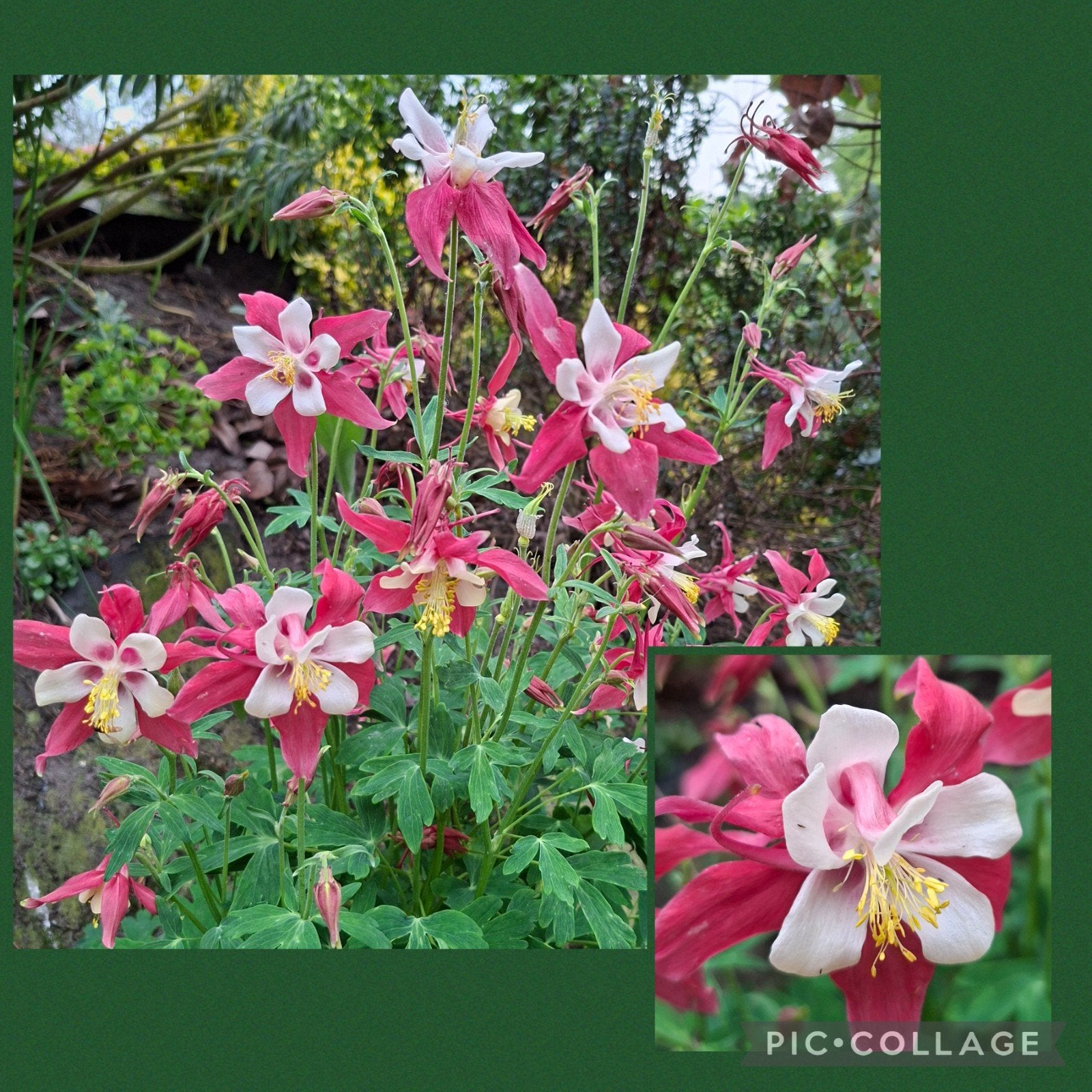 Akelei 'Crimson Star' zaden - biologisch, Ophalen of Verzenden, Volle zon