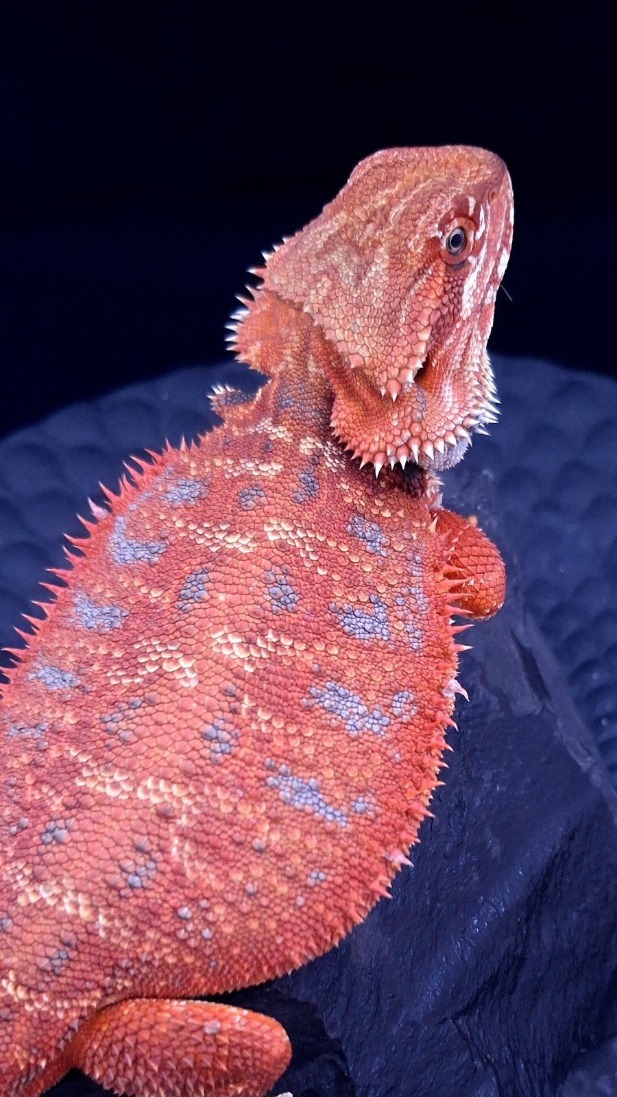 100% Red Monster Leatherback Baardagaam Man Bearded Dragon photo 17