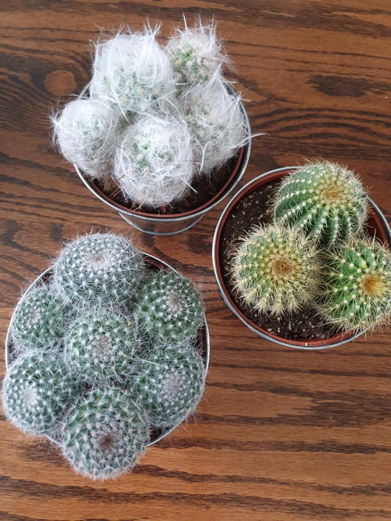 3 mooie cactussen in emaille emmertjes, Overige soorten, Volle zon, Vaste plant, Ophalen of Verzenden
