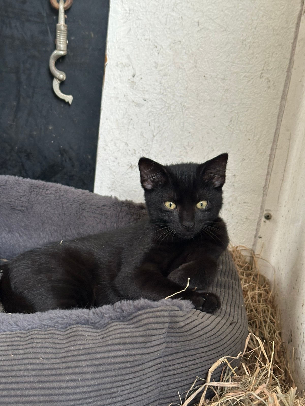 Zwarte kitten te koop, Poes, 0 tot 2 jaar
