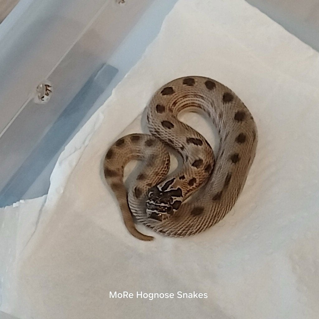 Heterodon nasicus Artic het lavender, Dieren en Toebehoren, Slang, 0 tot 2 jaar