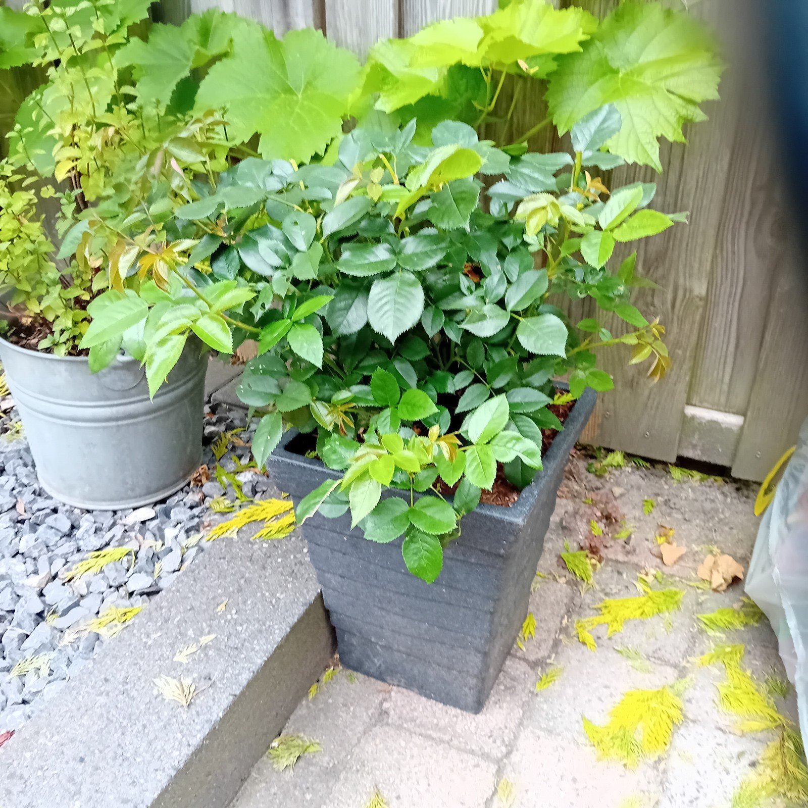 Stijlvolle donkergrijze bloempot voor buiten met roos, 25 tot 40 cm, Kunststof, Gebruikt, Vierkant