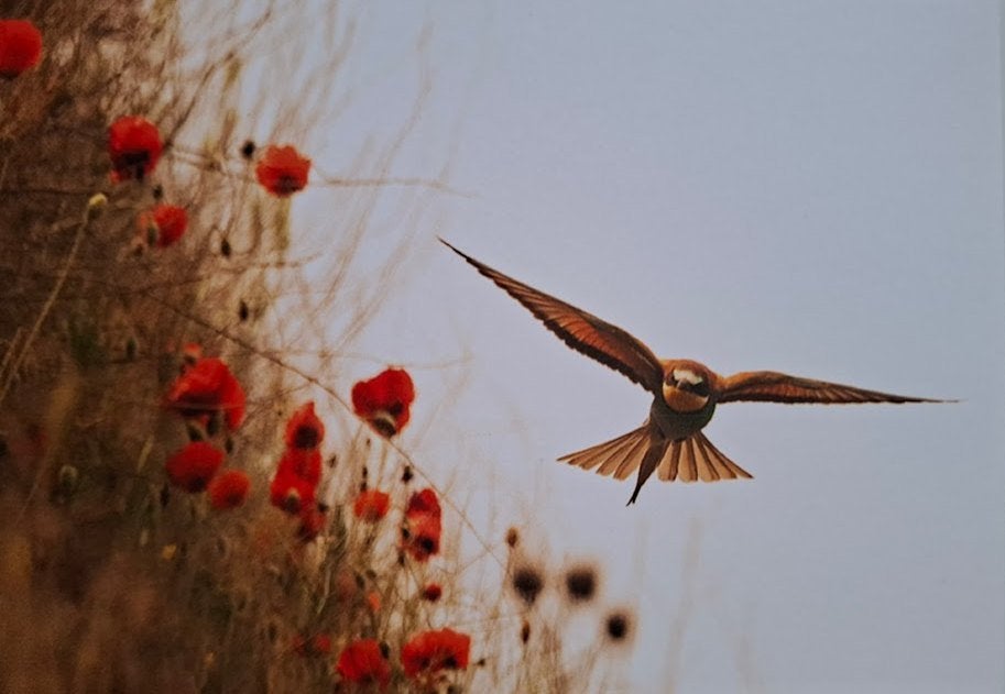 Vogels op de foto - 18 postkaarten - nieuw, Boeken, Ophalen of Verzenden, Nieuw, Fotografie algemeen