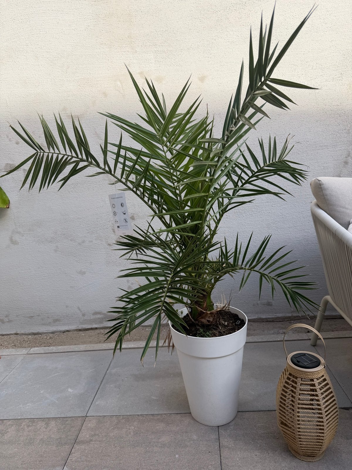 Phoenix Canariensis - Canarische dadelpalm in pot, Tuin en Terras, Planten | Bomen, Bloeit niet, 100 tot 250 cm, Palmboom, Ophalen