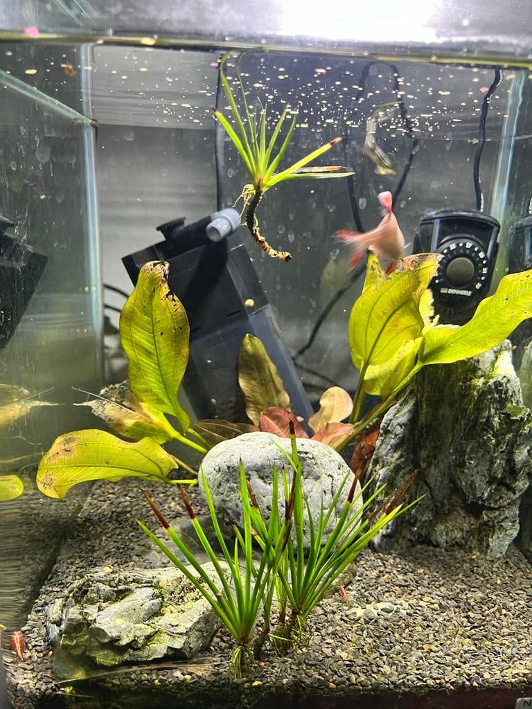 Nano Cub aquarium, Dieren en Toebehoren, Ophalen, Gevuld zoetwateraquarium