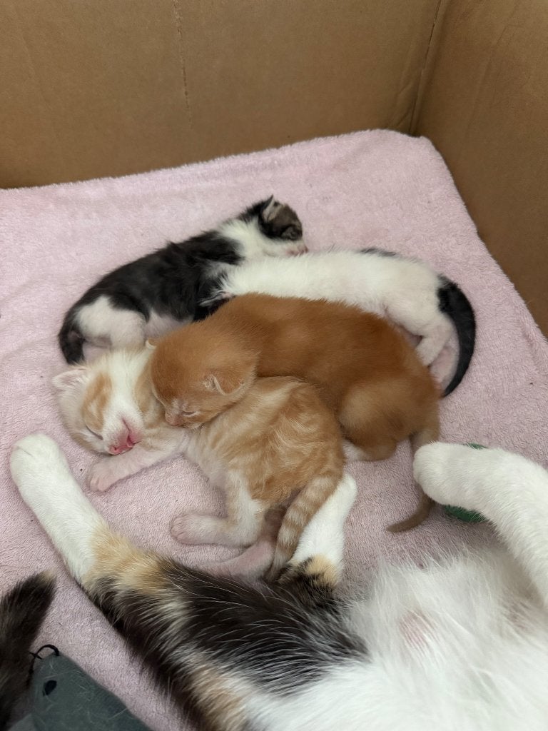 Lieve kittens te koop