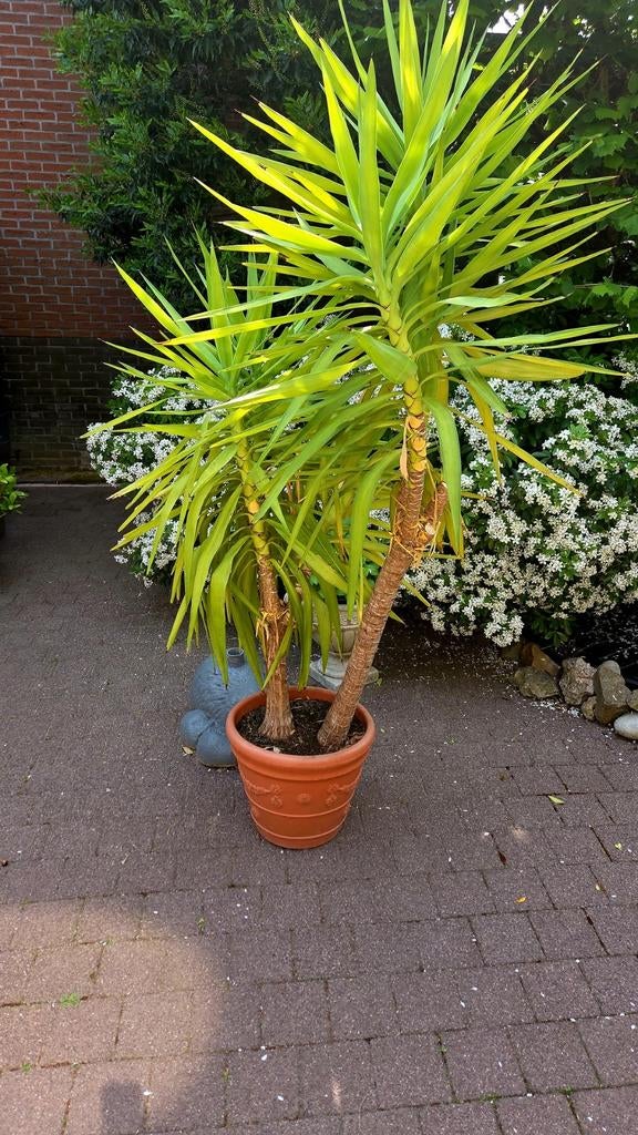 Yucca, Ophalen, Overige soorten, Volle zon