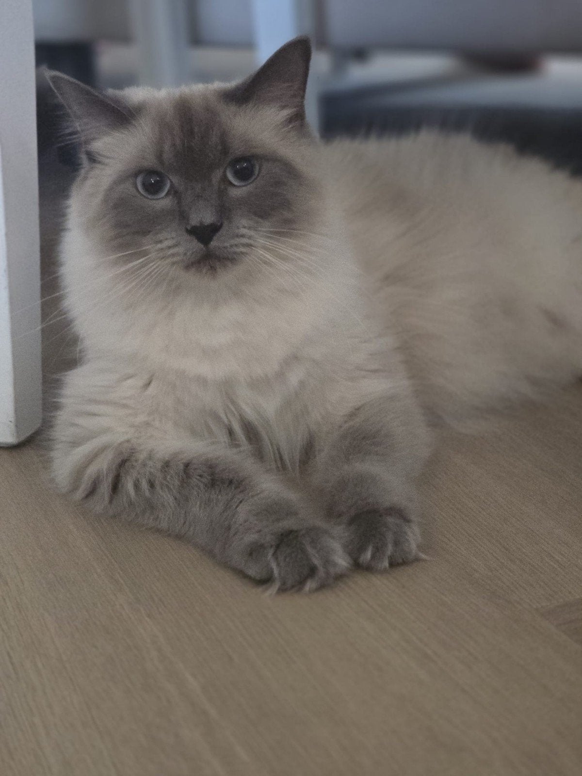 !!.NEST AANKONDIGING.!! Raszuivere Ragdoll kittens, Meerdere dieren, Gechipt, 0 tot 2 jaar