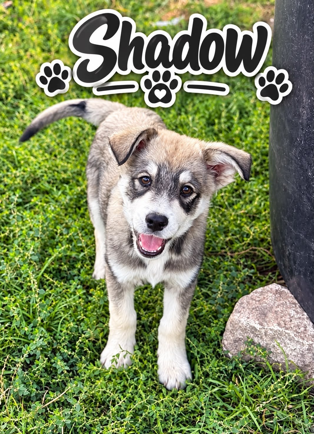 puppy's 12weken adoptie zoeken een thuis, Dieren en Toebehoren, Particulier, 8 tot 15 weken, Buitenland, Meerdere