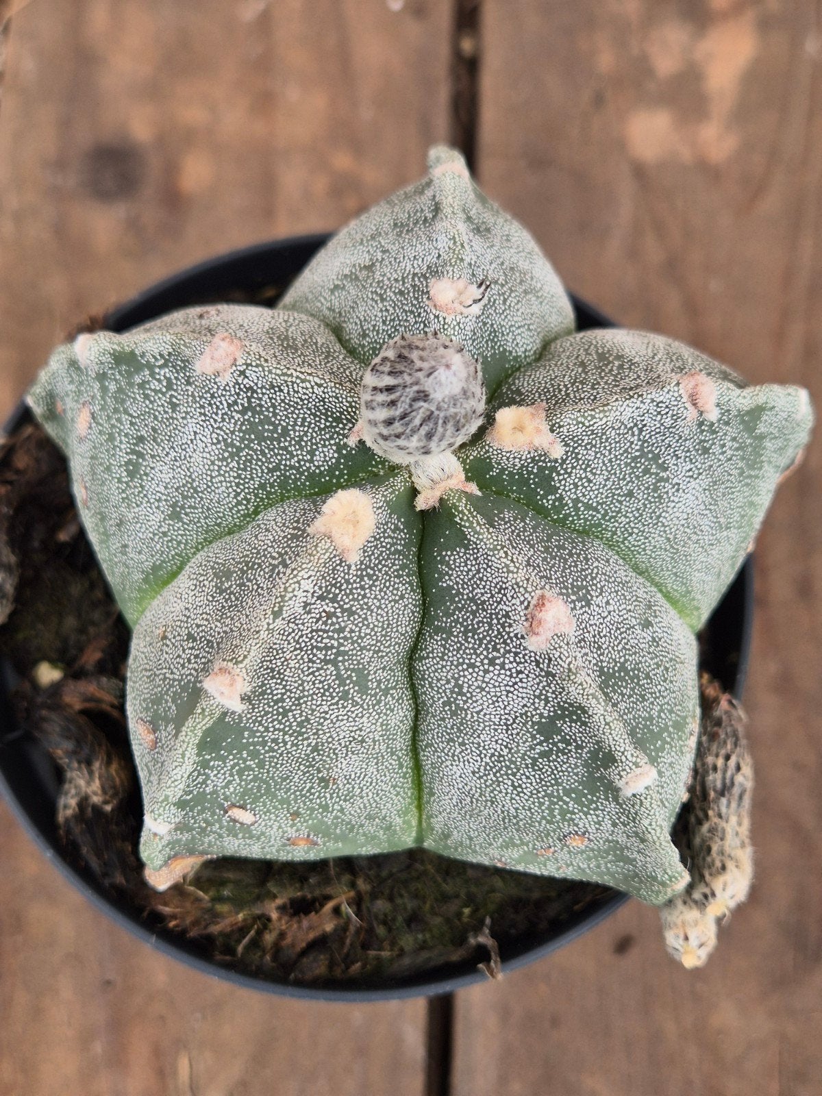 Cactus Astrophytum Myriostigma p10 (4), Ophalen of Verzenden, Cactus, Volle zon, Minder dan 100 cm