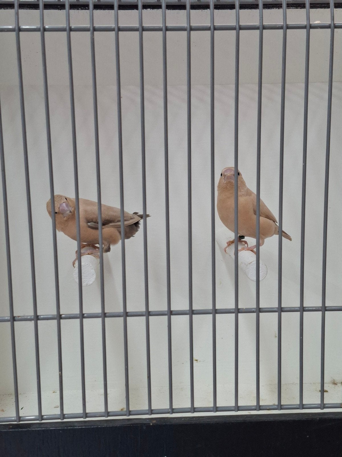 diverse vogels te koop