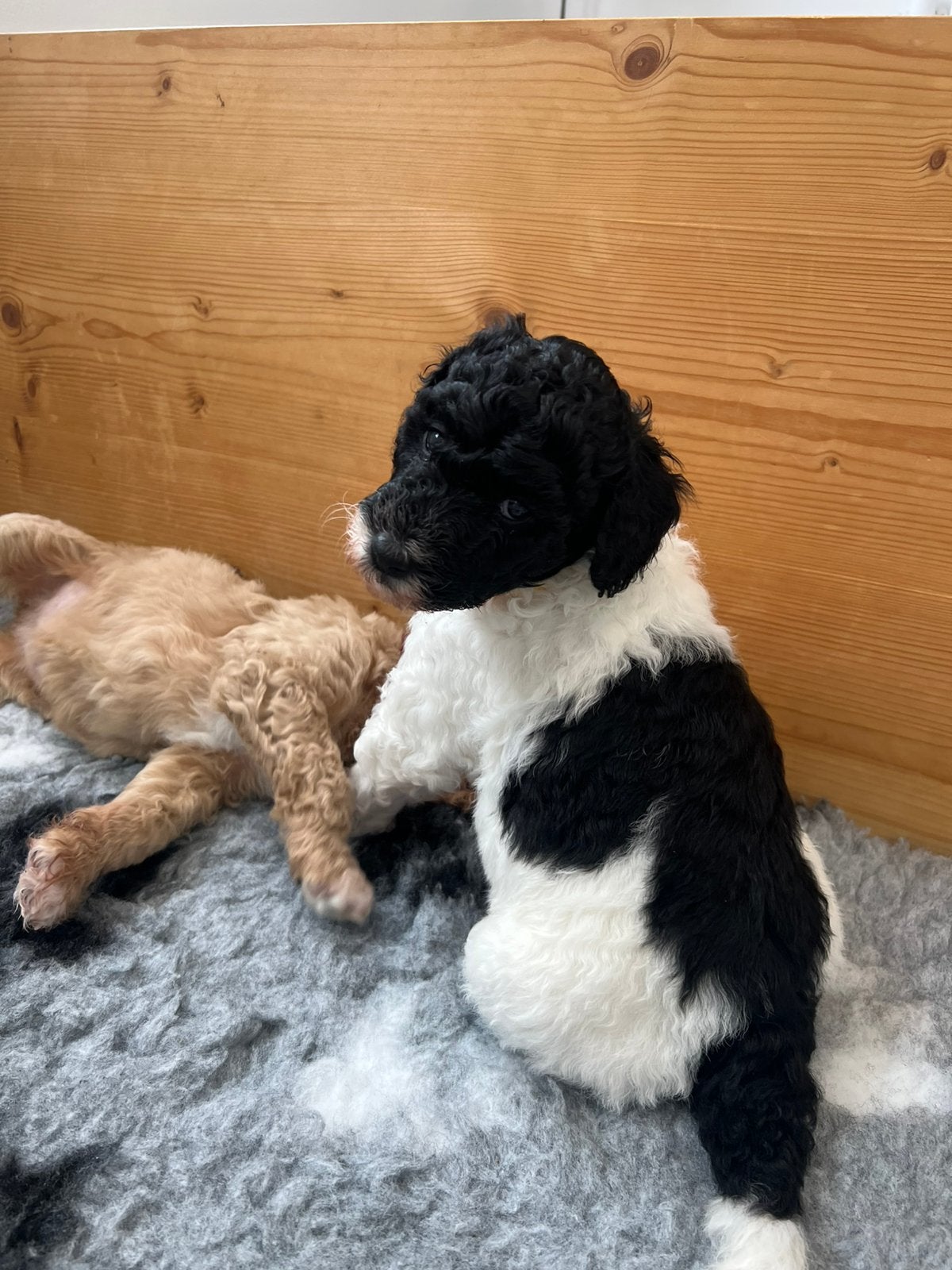 Goldendoodle pups