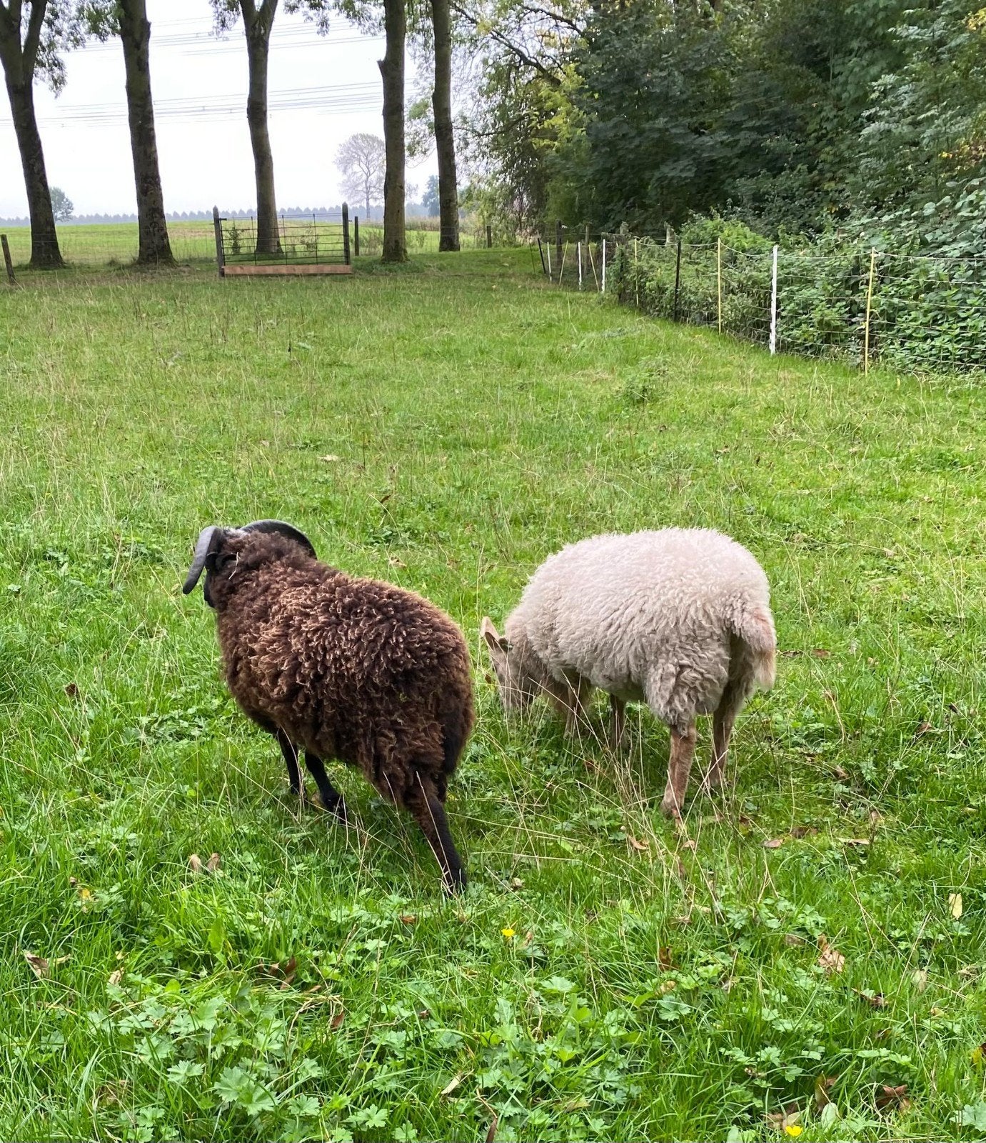 Quessant schaap rammetjes, Dieren en Toebehoren, Mannelijk, Schaap, 0 tot 2 jaar