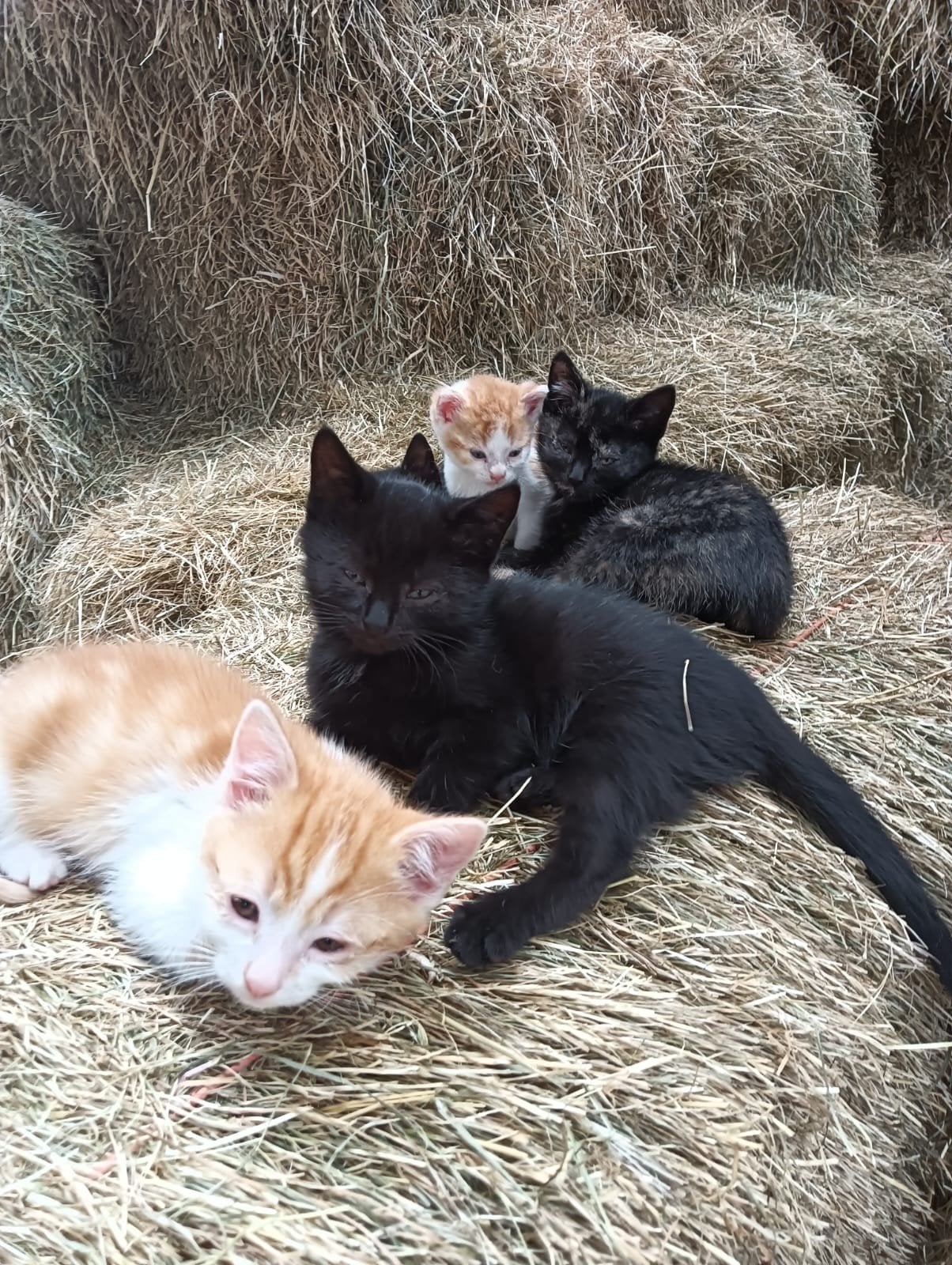 5 Super makke & aanhankelijke Boerderij kittens, Dieren en Toebehoren