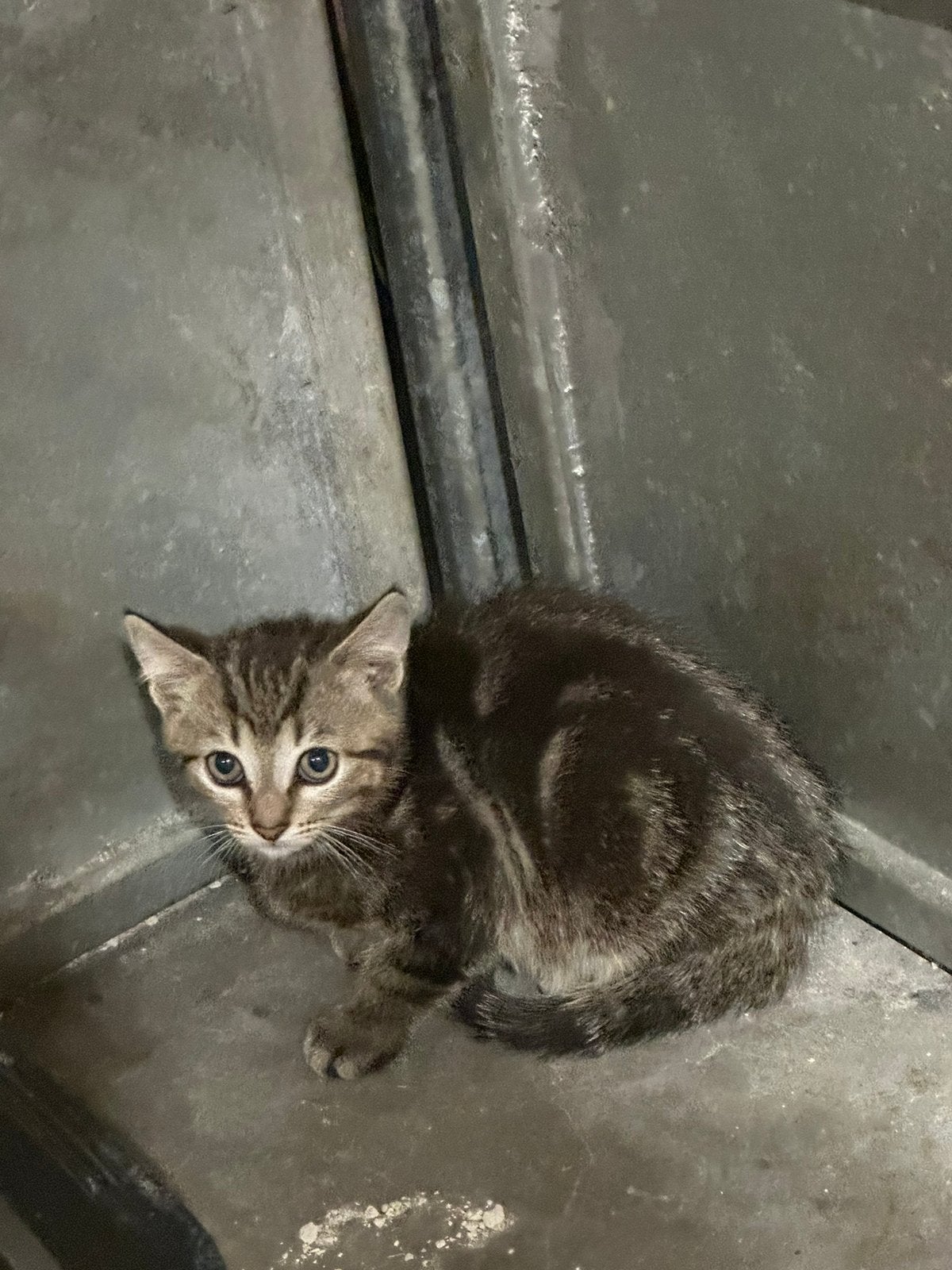 Te koop grijs - zwart tijger katertje kitten, Dieren en Toebehoren, Katten en Kittens | Overige Katten, Meerdere dieren