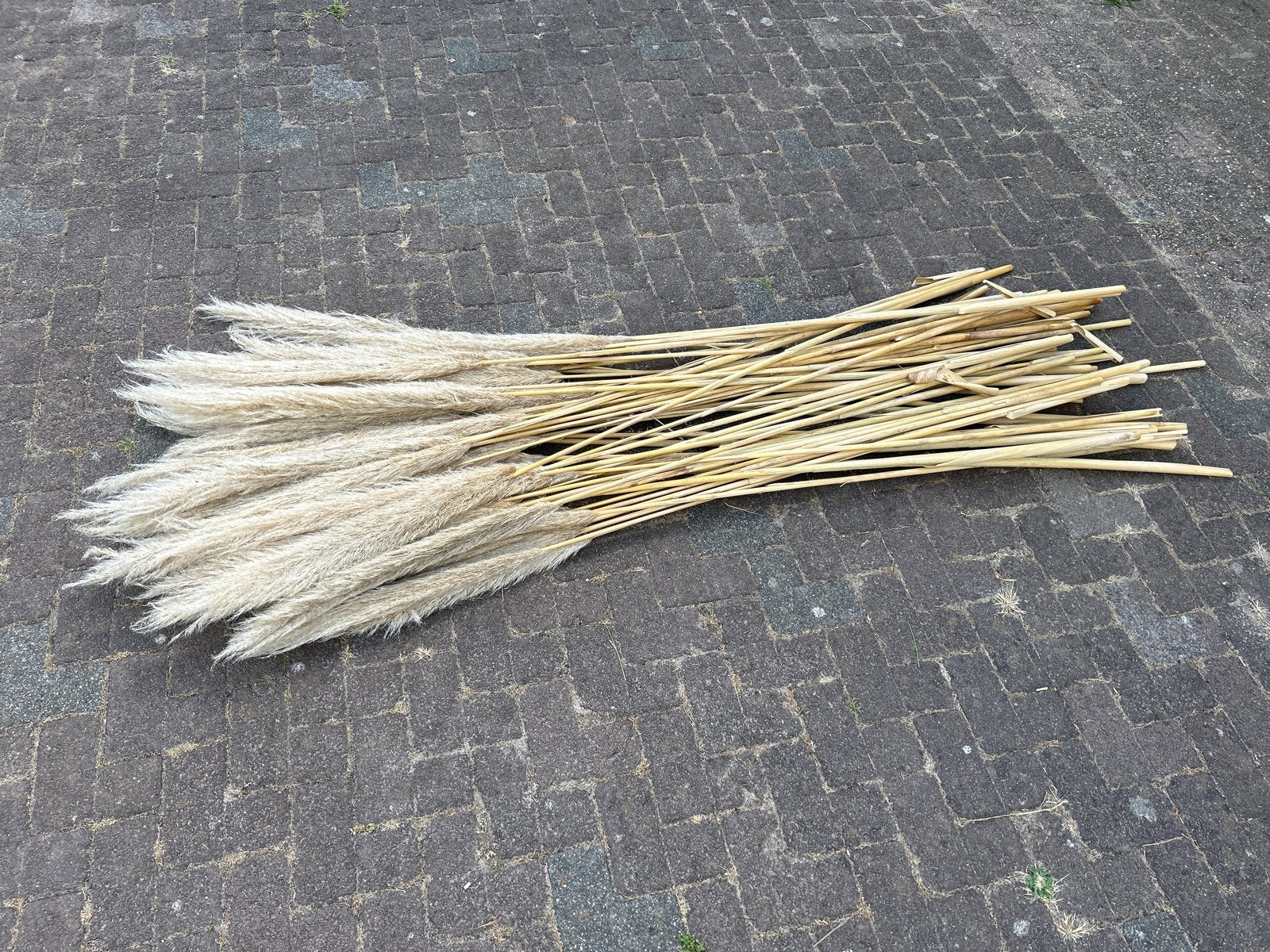 Gedroogde Pampaspluimen - Decoratie (50-60 stuks), Ophalen, Gebruikt