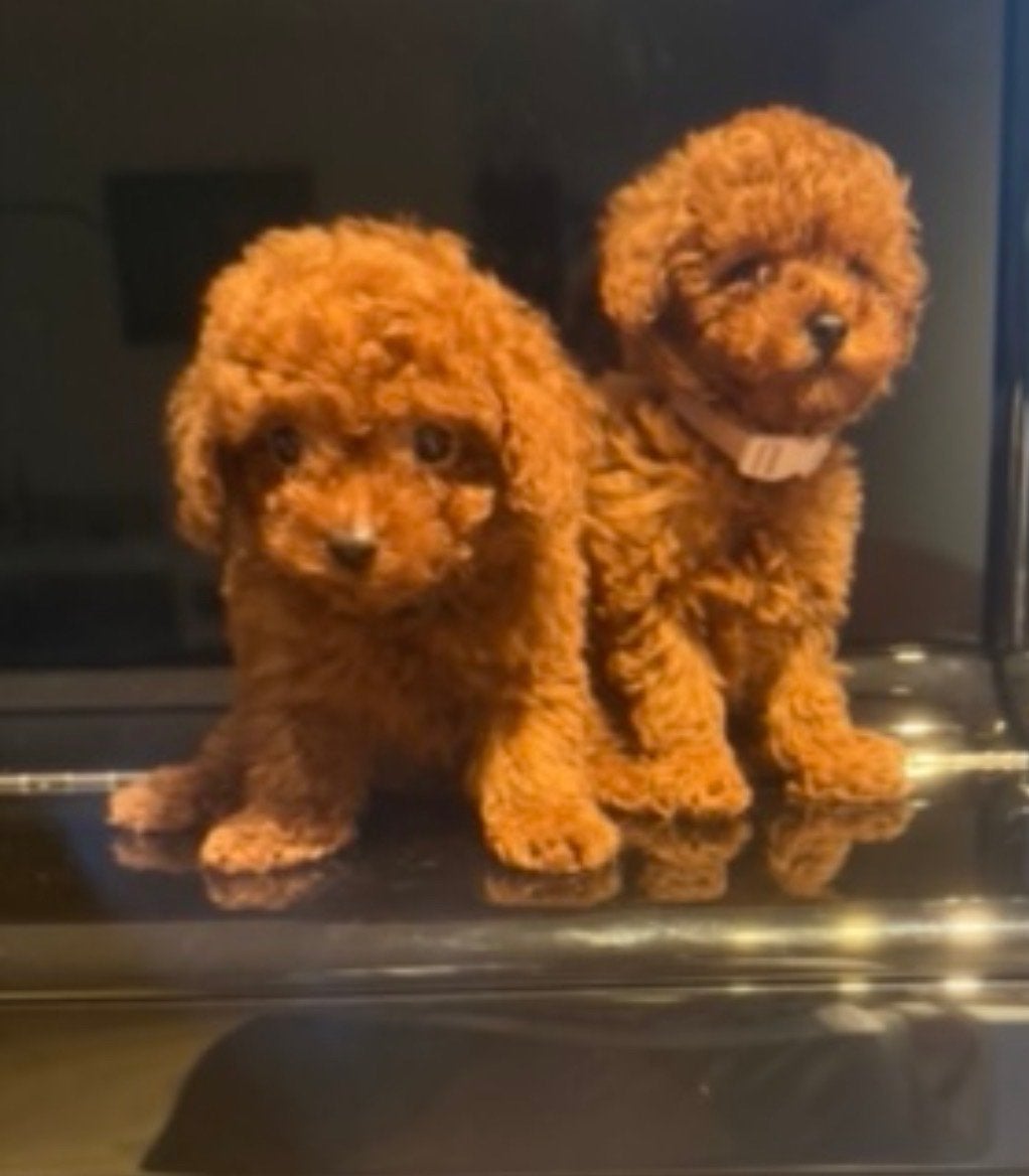 Toypoedel (Koreaanse/Chinese lijn) / Toypoodle pups red, Poedel, Parvo, 15 weken tot 1 jaar, Meerdere