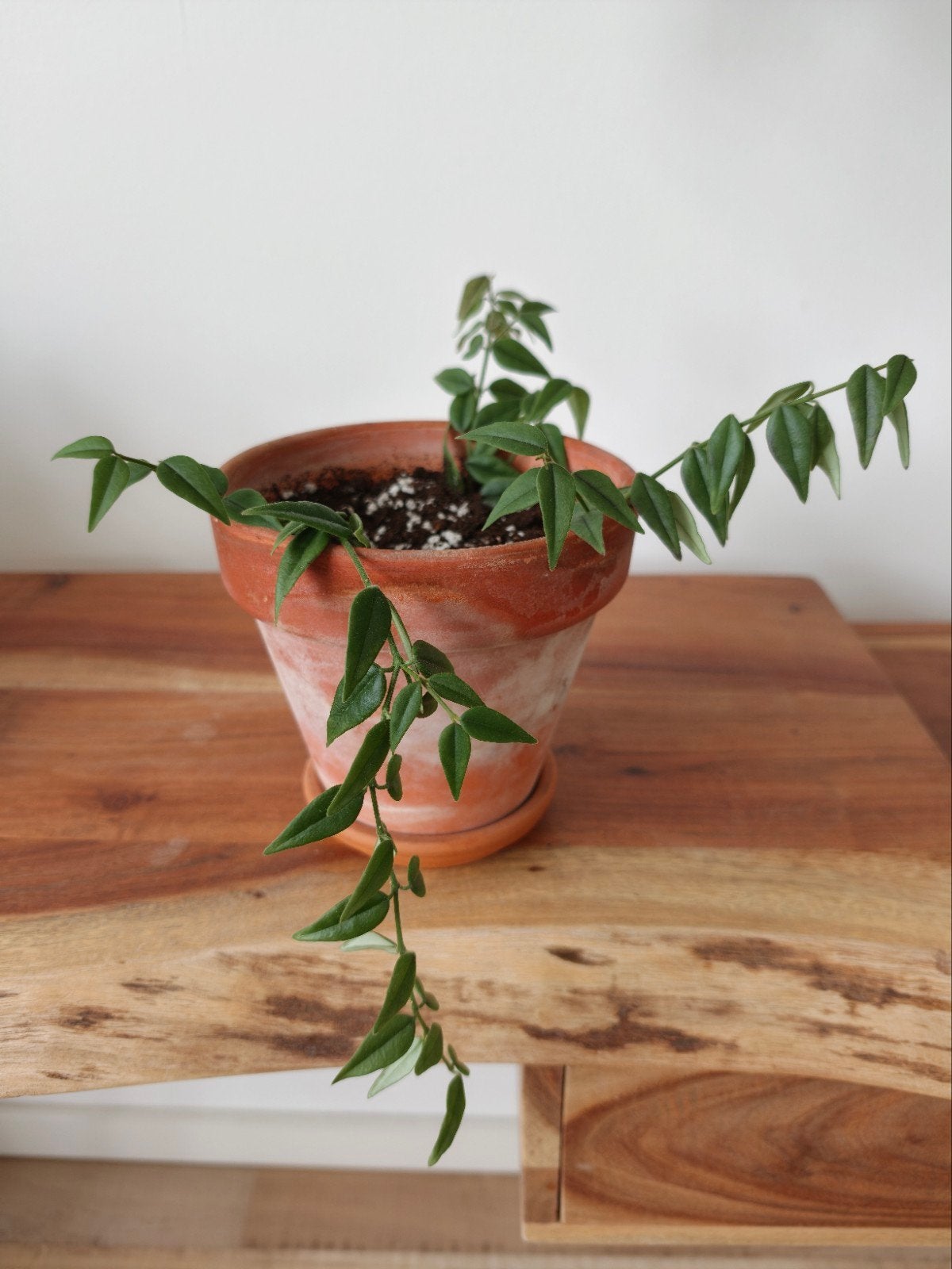 Hoya Bella, Ophalen, Overige soorten, Halfschaduw, In pot