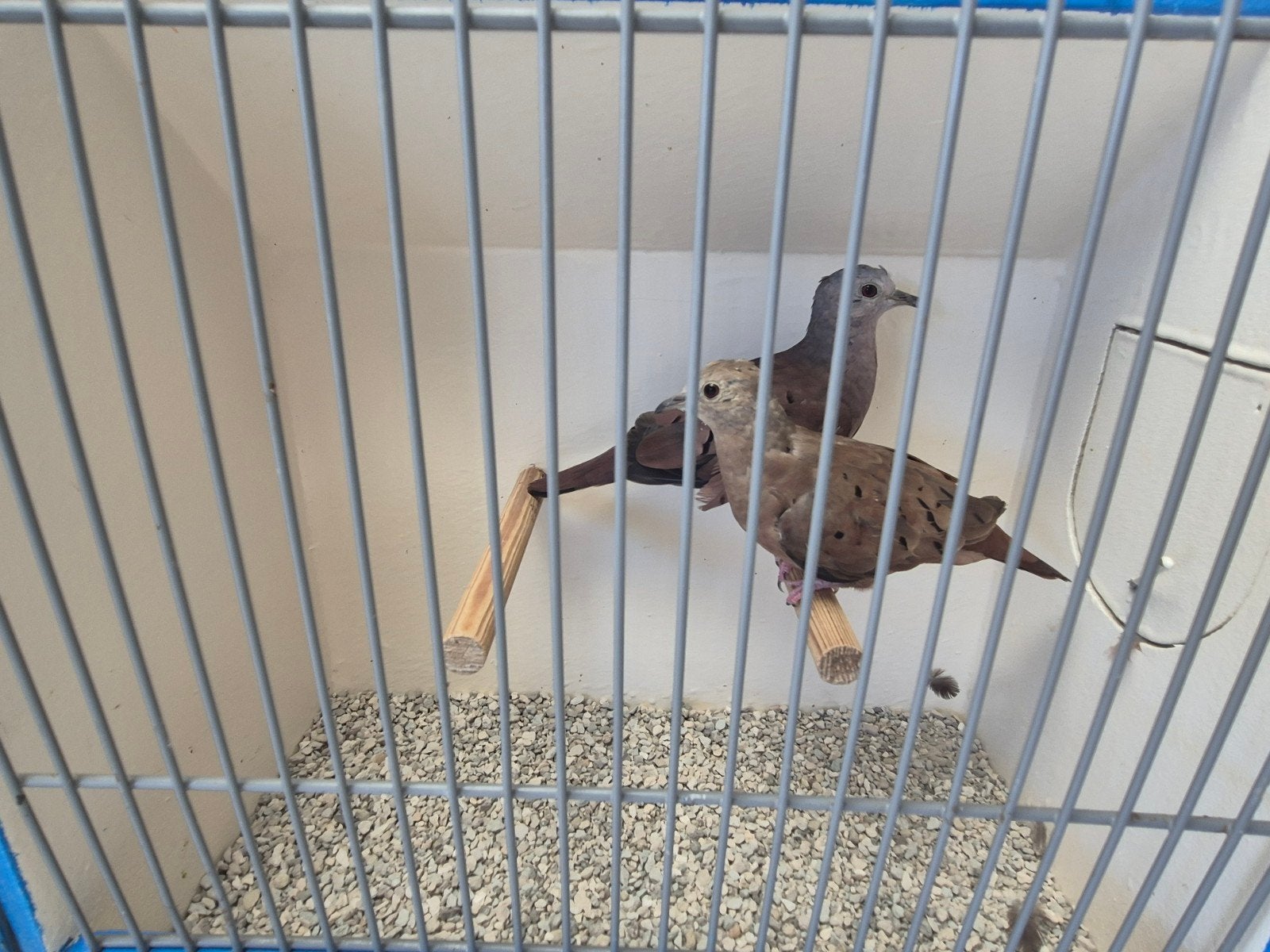 Koppels Talpacotiduifjes (Columbina talpacoti), Meerdere dieren