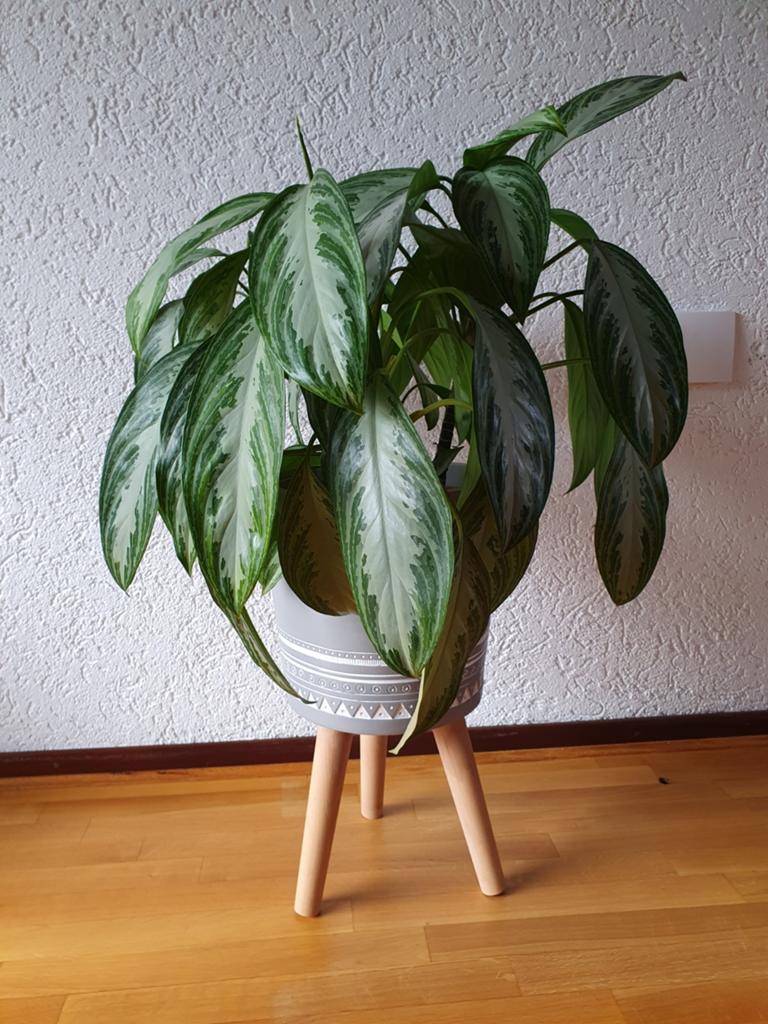 Pot op poten inclusief gratis plant, Ophalen, Zo goed als nieuw