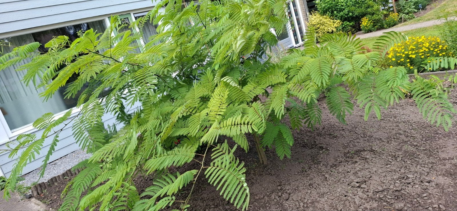 Perzische slaapboom, Ophalen, Overige soorten, Volle zon