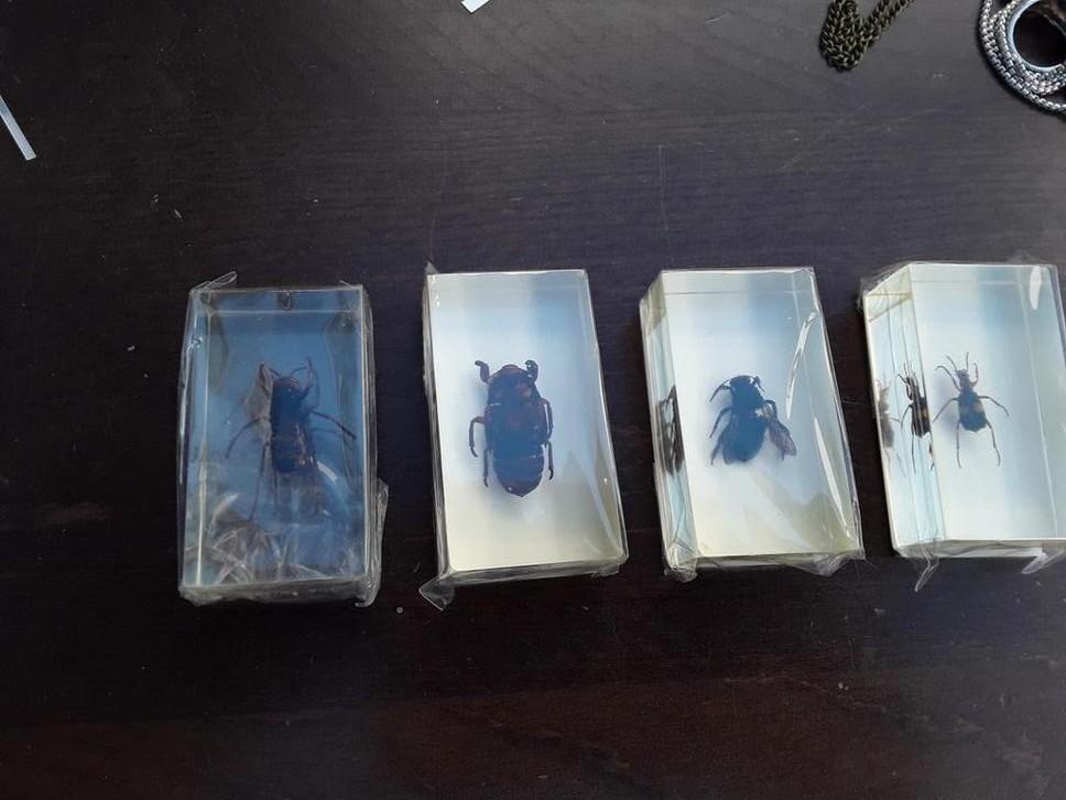 4 insecten in epoxy, Ophalen of Verzenden, Nieuw