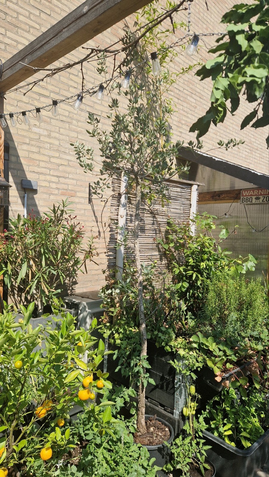 Kurkeik 2,5 en 3 meter hoog winterhard, Tuin en Terras, Ophalen, In pot, Volle zon, Overige soorten