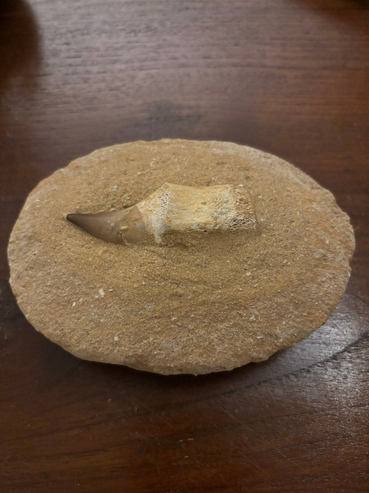 Fossiele Mosasaurus tand in zandmatrix, Ophalen, Fossiel