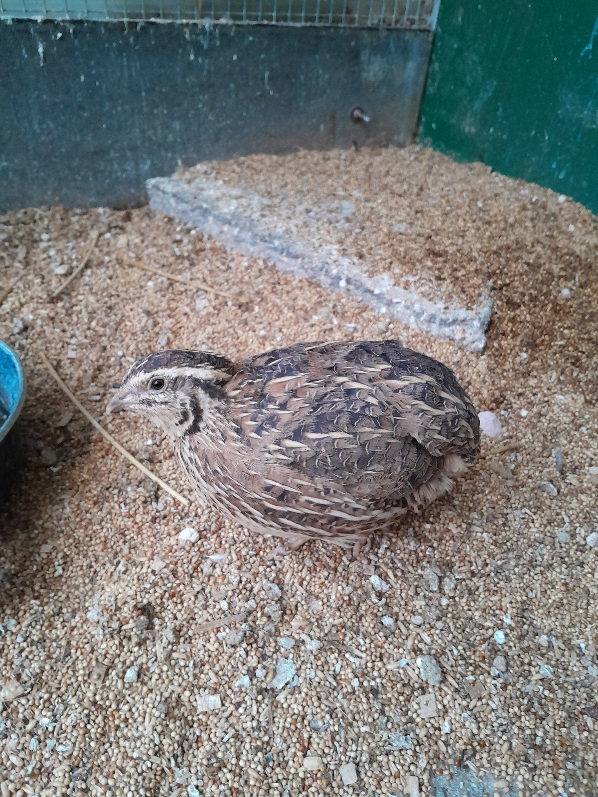 3 Japanse kwartel hennen, Dieren en Toebehoren, Vogels | Overige Vogels, Vrouwelijk, Tropenvogel