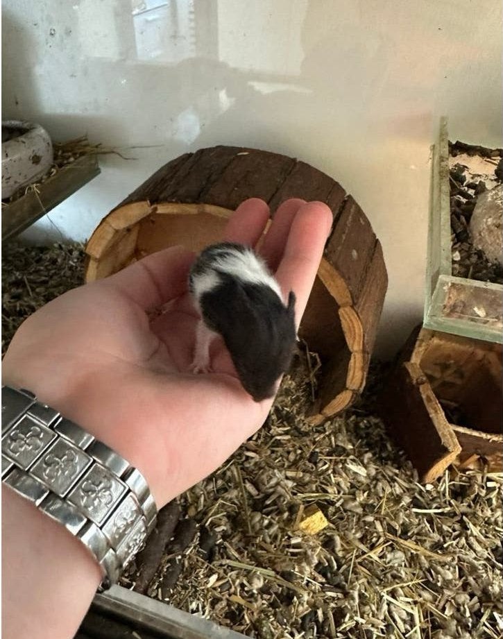 Baby Goudhamsters 🥰🐹, Dieren en Toebehoren, Knaagdieren, Hamster, Juni, Meerdere dieren, Tam