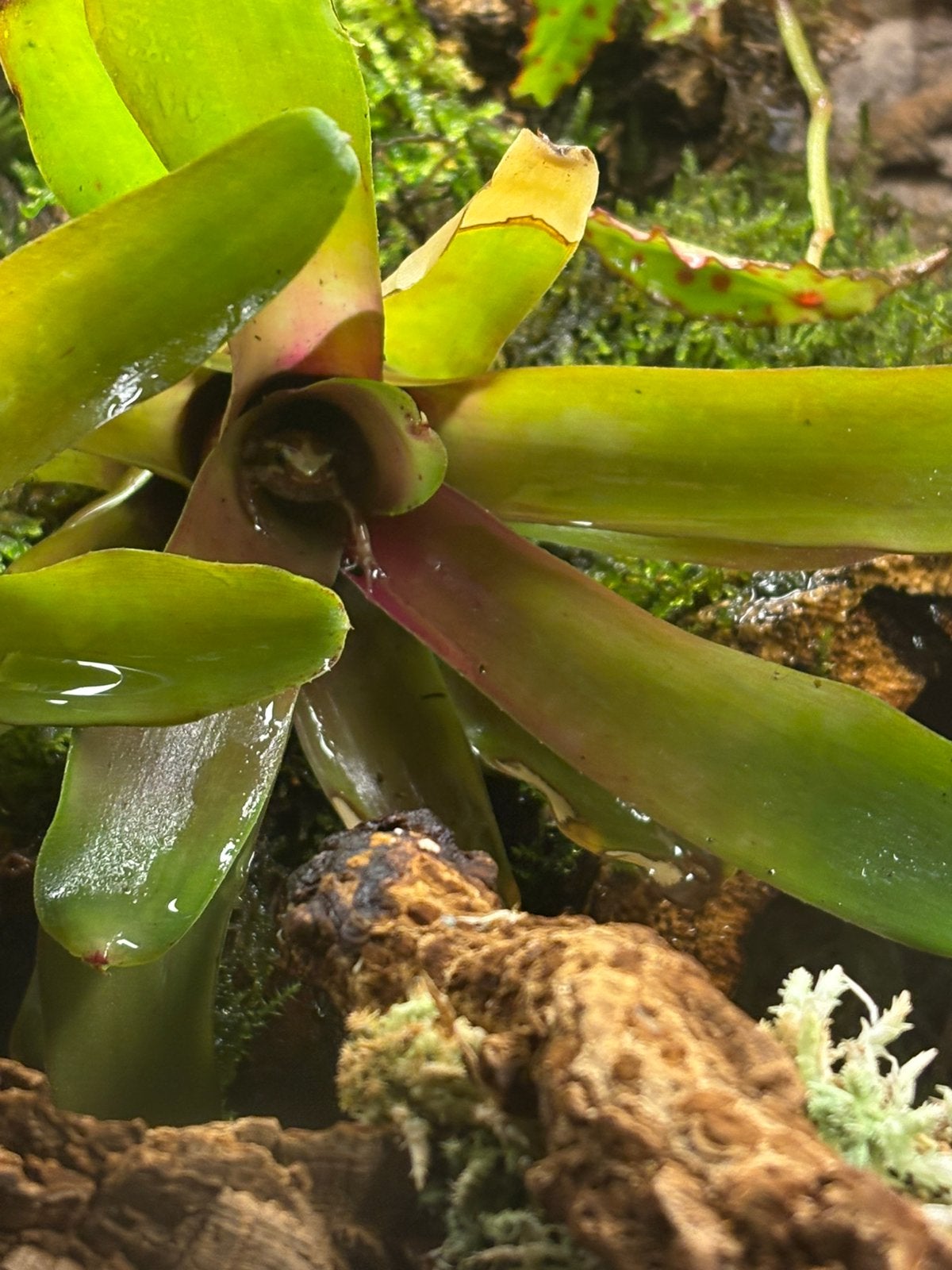 4 Epipedobates tricolor kikkers Frog photo 3