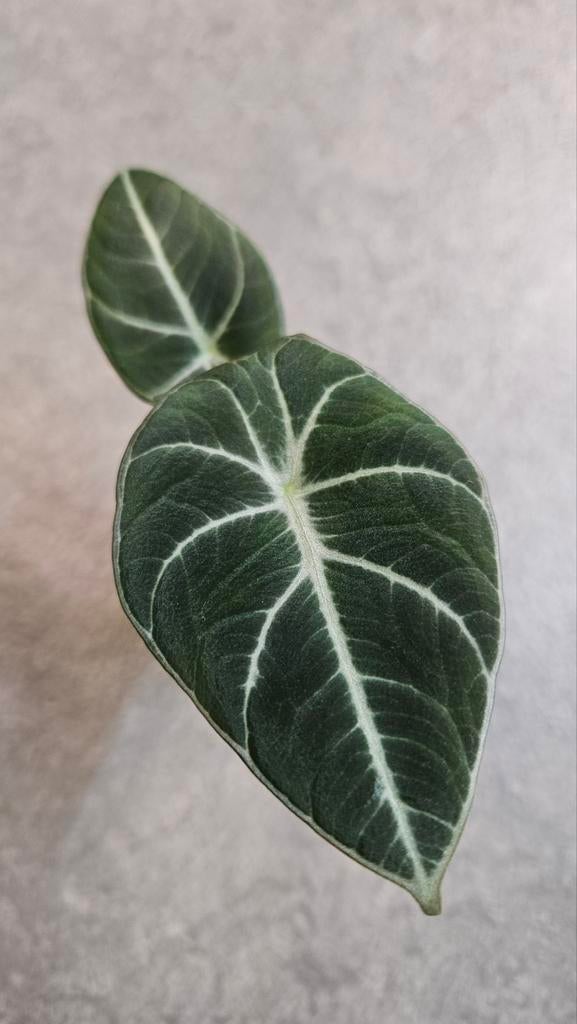 Alocasia Black Velvet, Ophalen of Verzenden, Halfschaduw, Minder dan 100 cm