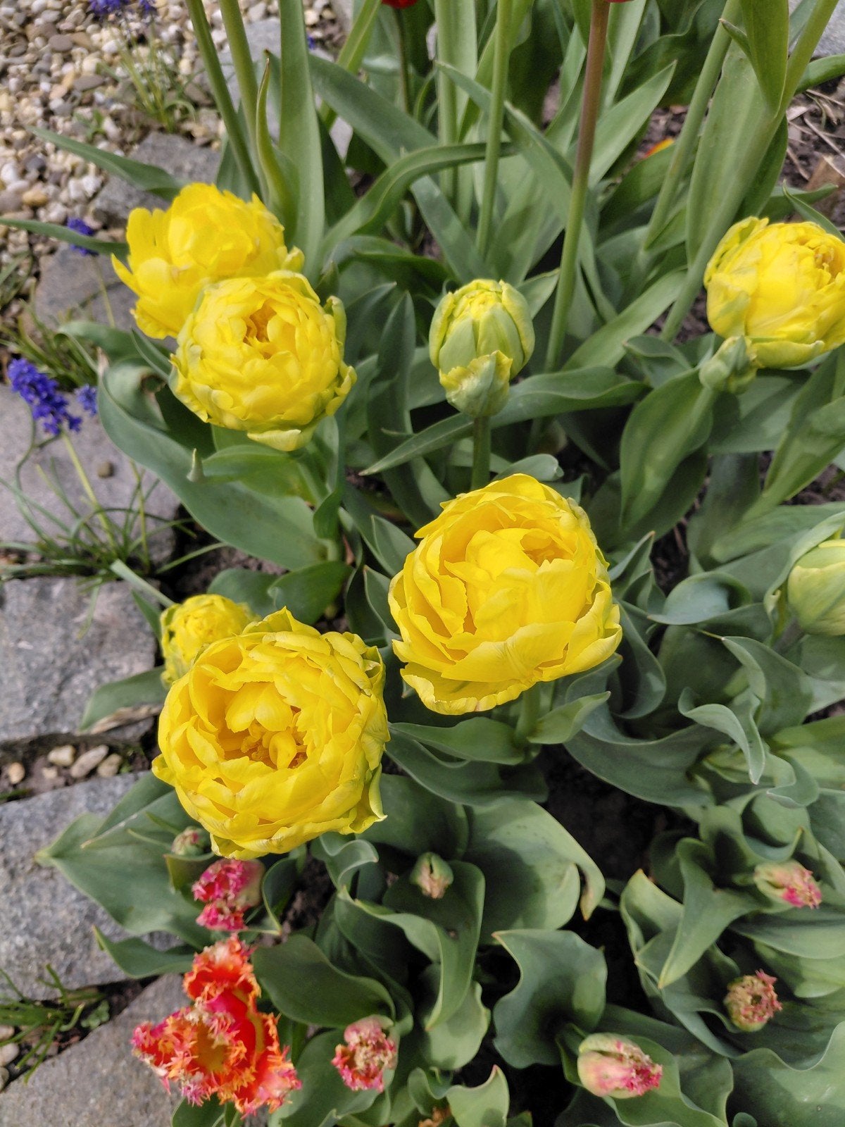 Tulpen- en narcissenpakketten, Ophalen of Verzenden, Volle zon