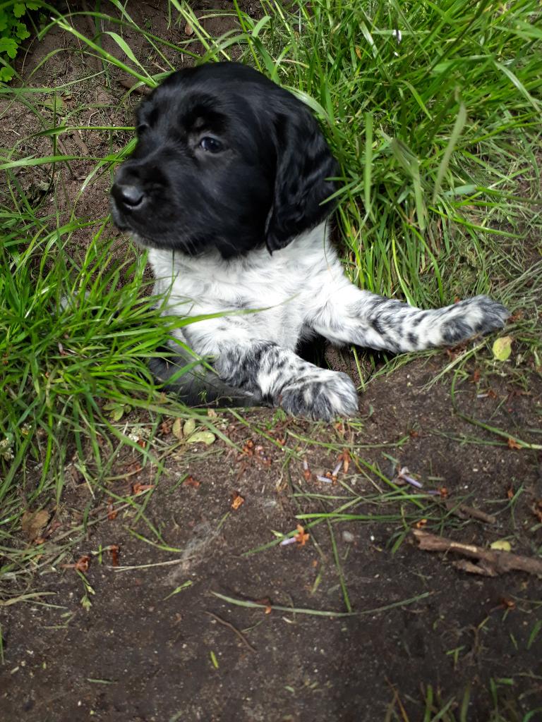 Mooie Friese Stabij reutjes pups, Dieren en Toebehoren, Parvo, Nederland, 8 tot 15 weken, Meerdere