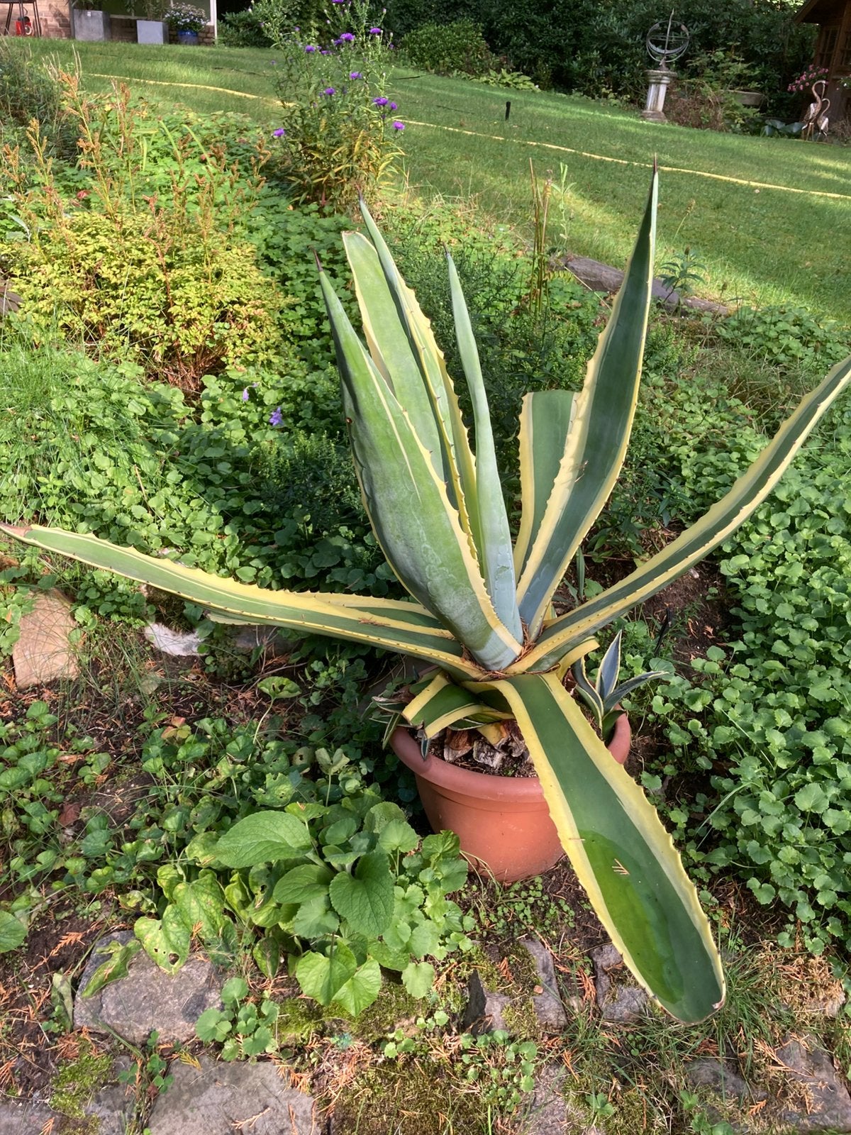 Agave anericano, Tuin en Terras, Ophalen, Bloeit niet, Overige soorten, Volle zon