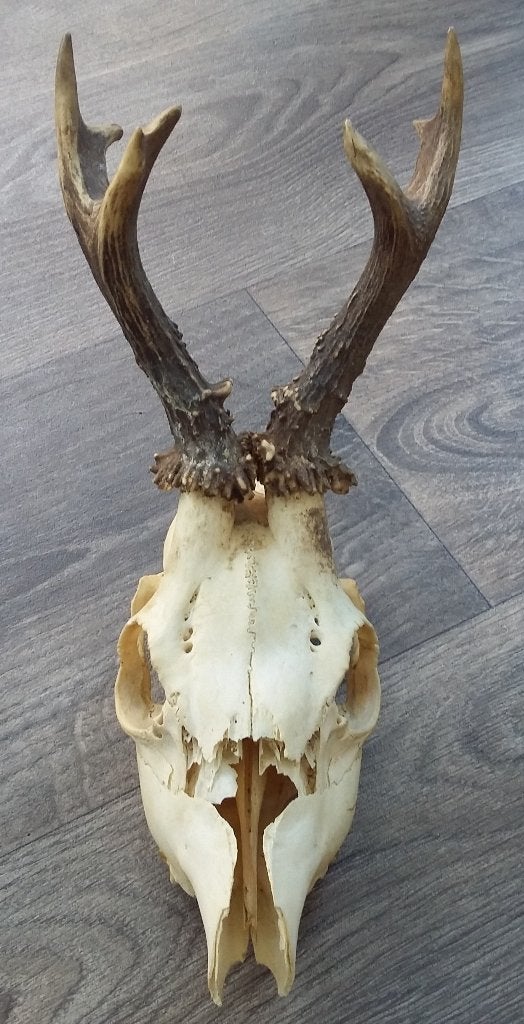 Oude Dier Schedel Hert Ree Kop Hertgewei Hertengewei Gewei, Verzamelen, Ophalen of Verzenden, Gebruikt, Hert, Schedel